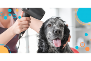 Peluquería canina: Consejos para mantener a tu perro siempre radiante 