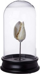 Better & Best - Urna de Cristal con Concha pequeña, con Base de Madera Negra, 12.00x12.00x20.00 cm