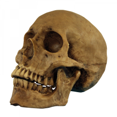 Artículo decorativo cráneo de resina 18 cm