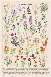 Poster botanical wild flowers