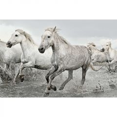 Poster white horses