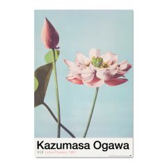 Poster lotus flowers by k.ogawa