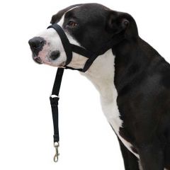 Dog guider Ibáñez Dogway disponible en varias opciones