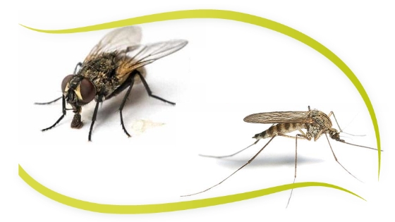 eliminar  moscas y mosquitos con remedios caseros.