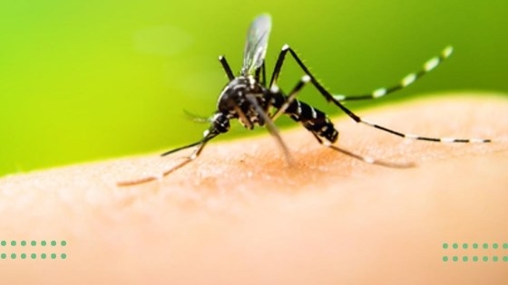 mosquitos pican más algunas personas que otras