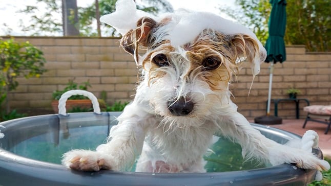 como bañar a tu perro