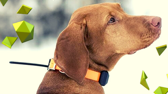 Merecen la pena los collares GPS para perros? Lo que debes saber