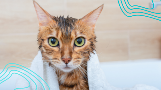 bañar a un gato